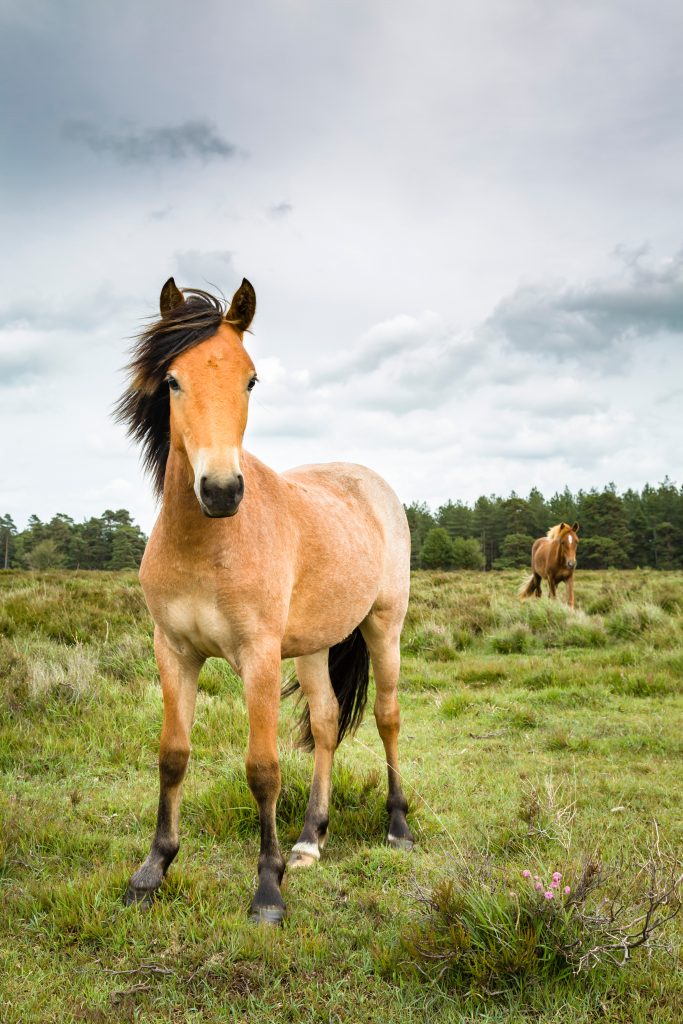 New Forest Pony posing in a field.