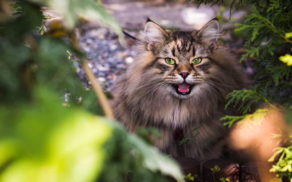 Siberian Cat in bushes