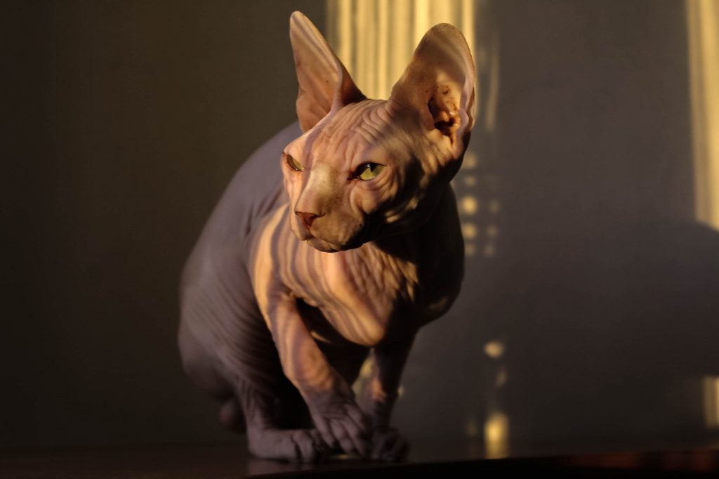 Sphynx cat cool photo with shadows