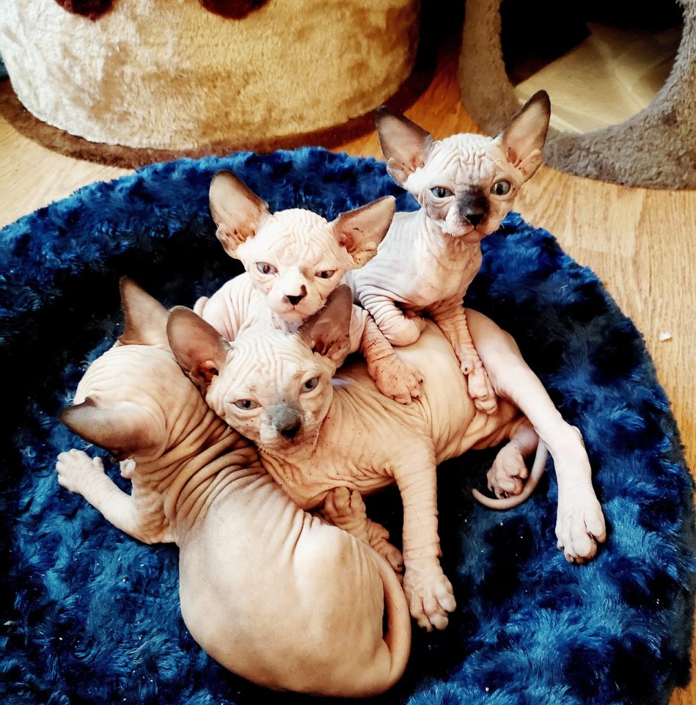 Sphynx kittens in a cat bed together