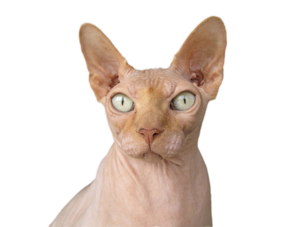 Sphynx cat breed standard style photo