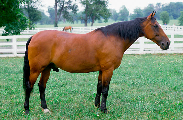 Standardbred horse standing in pasture