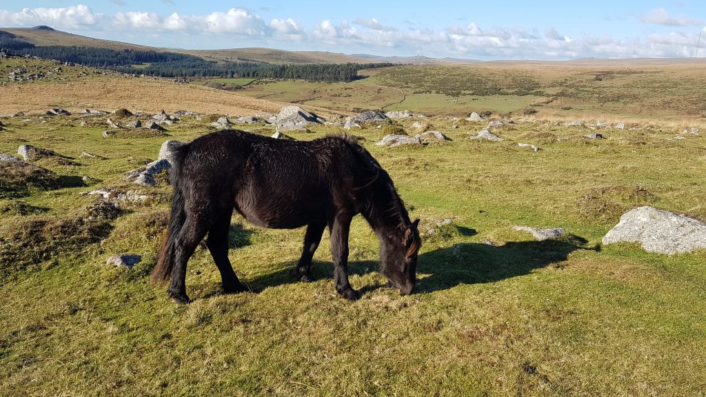 Dartmoor Pony grazing