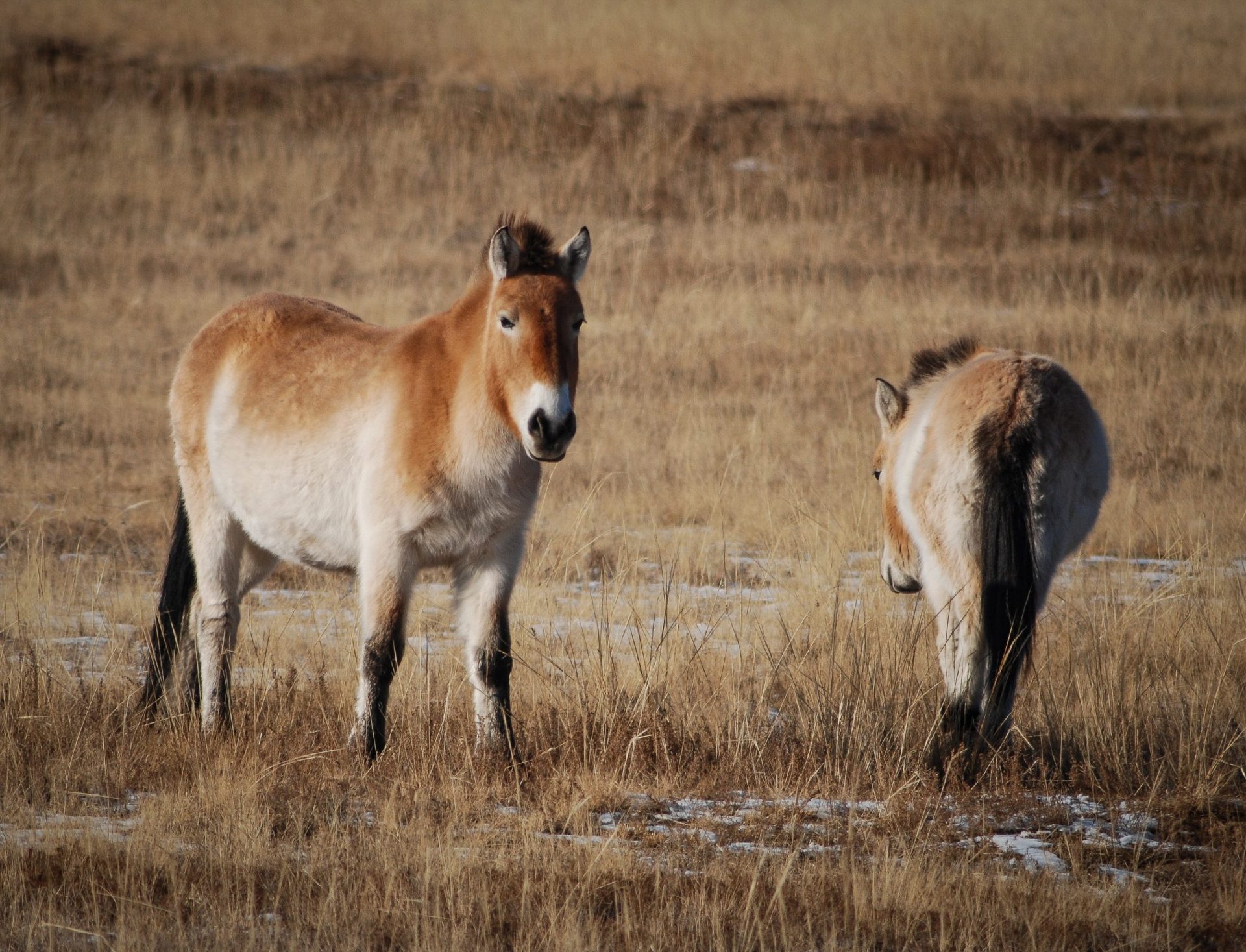 Pair of Przewalski's Horses