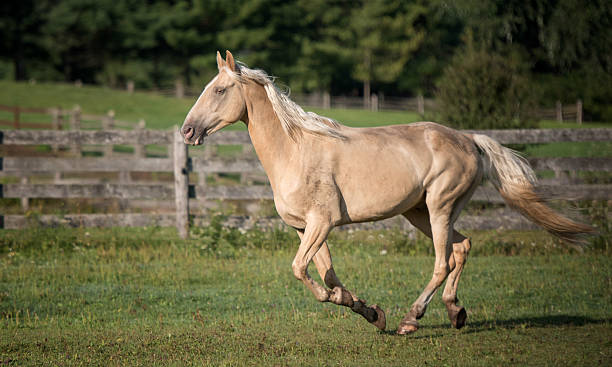 Tennessee Walker galloping