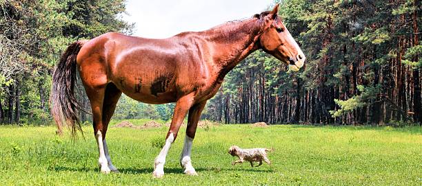 Tennessee walker next to a small dog