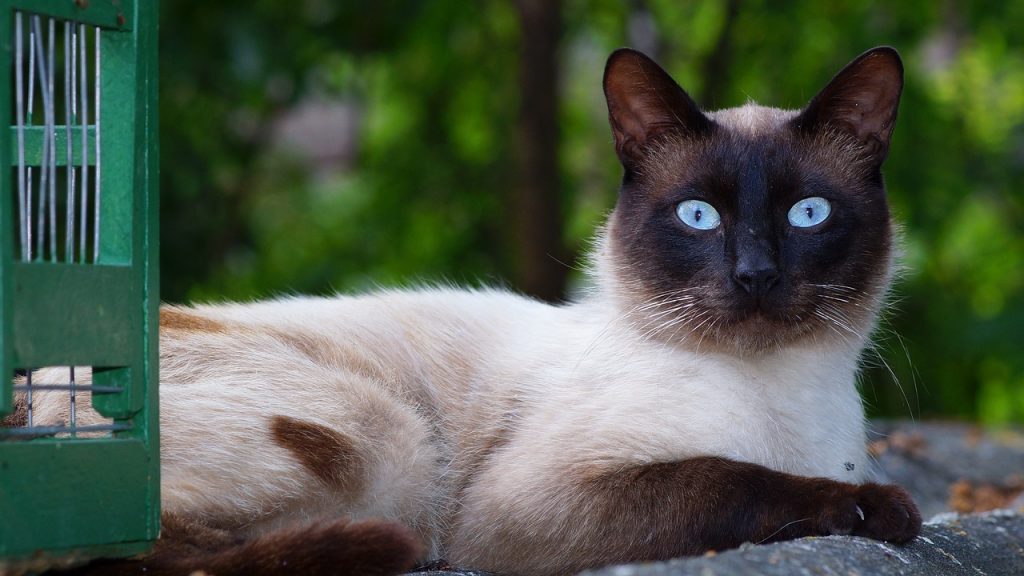 Siamese cat lounging outdoors