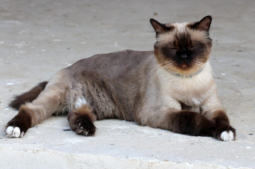 Burmese cat relaxing eyes closed