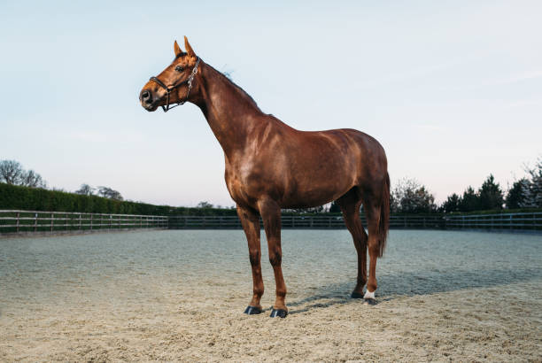 Thoroughbred stallion standing majestically