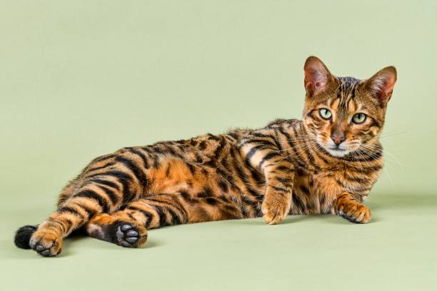 Toyger cat sprawled out