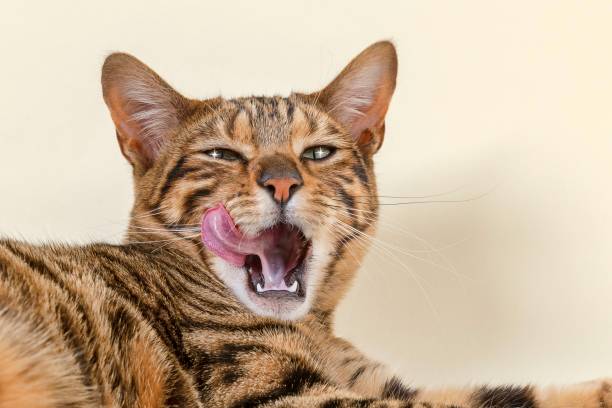 Toyger cat licking lips