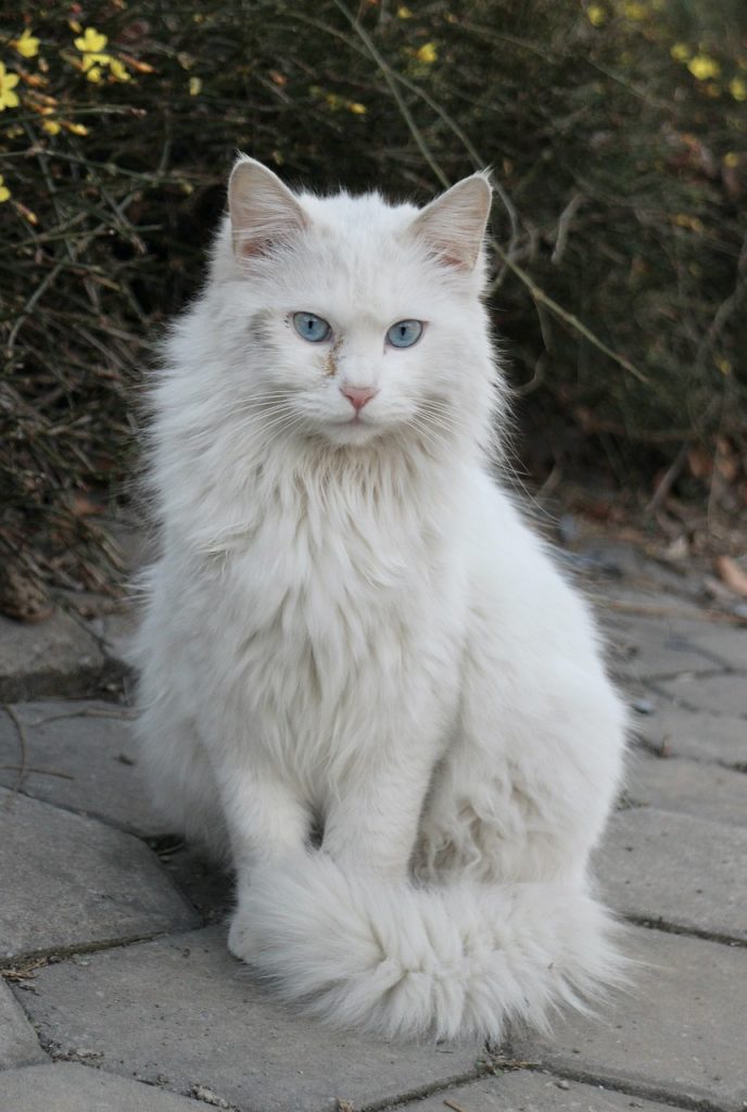 Turkish Angora with long fluffy hair, sitting on a sidewalk