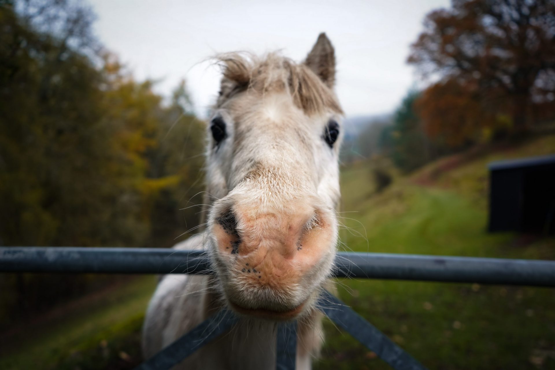 welsh pony face staring at you