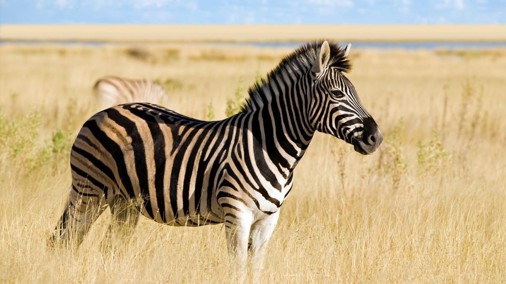 Lone Zebra In Africa