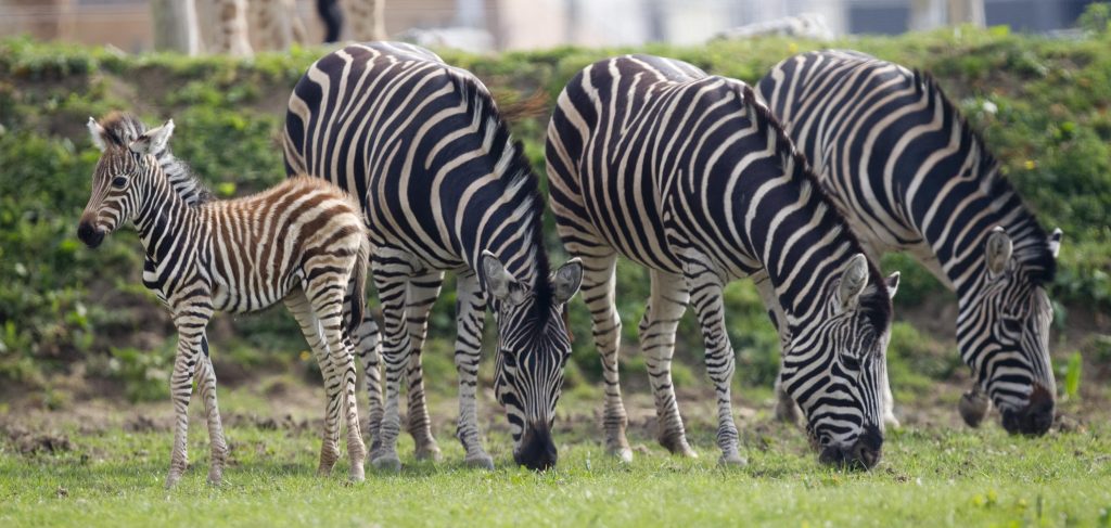 Zebras and foal gracing