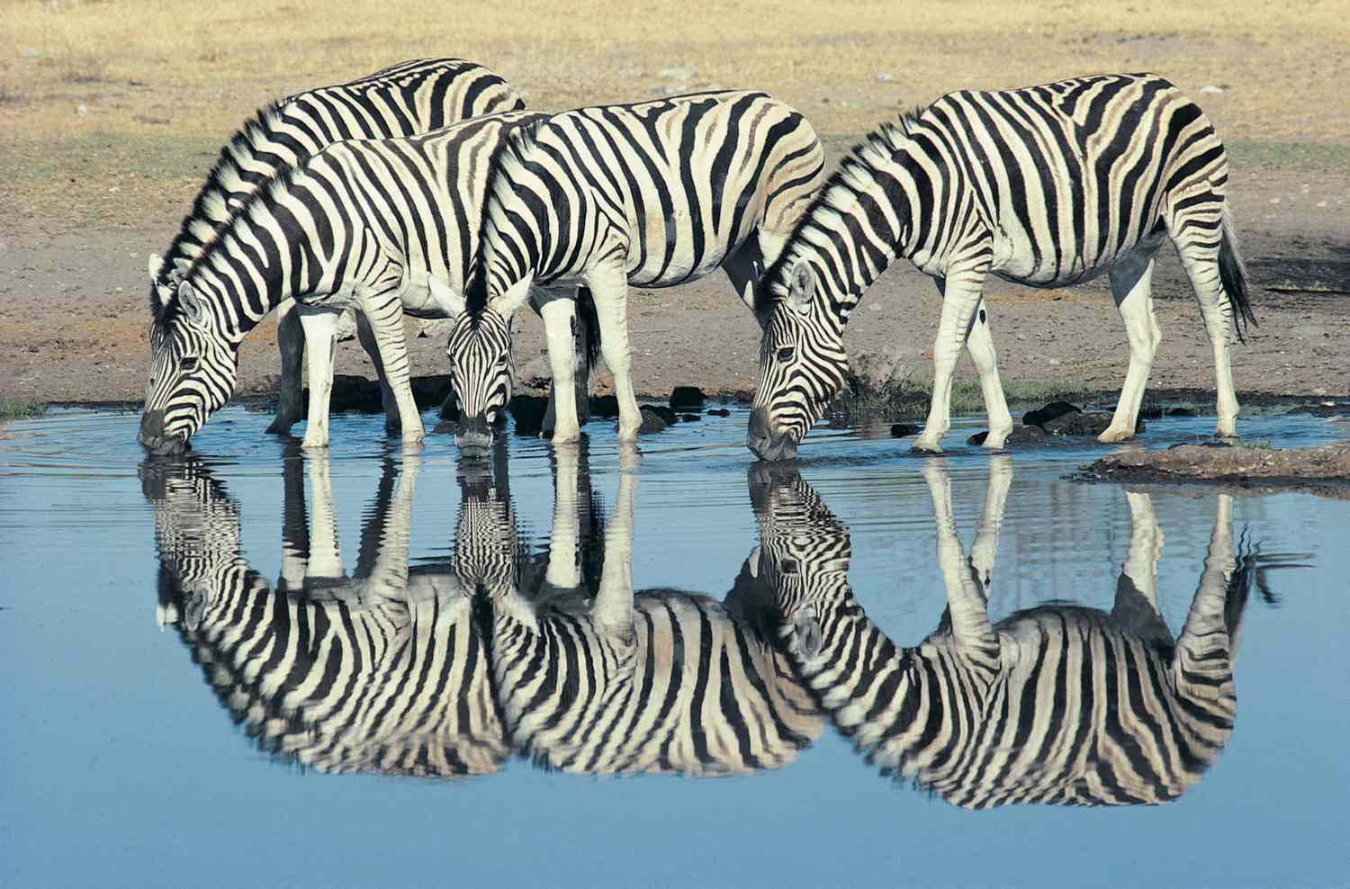 Zebra herd at the watering hole