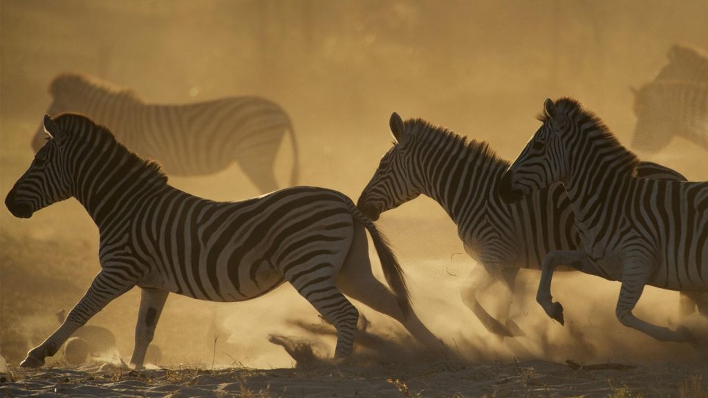 Zebra herd kicking up dust