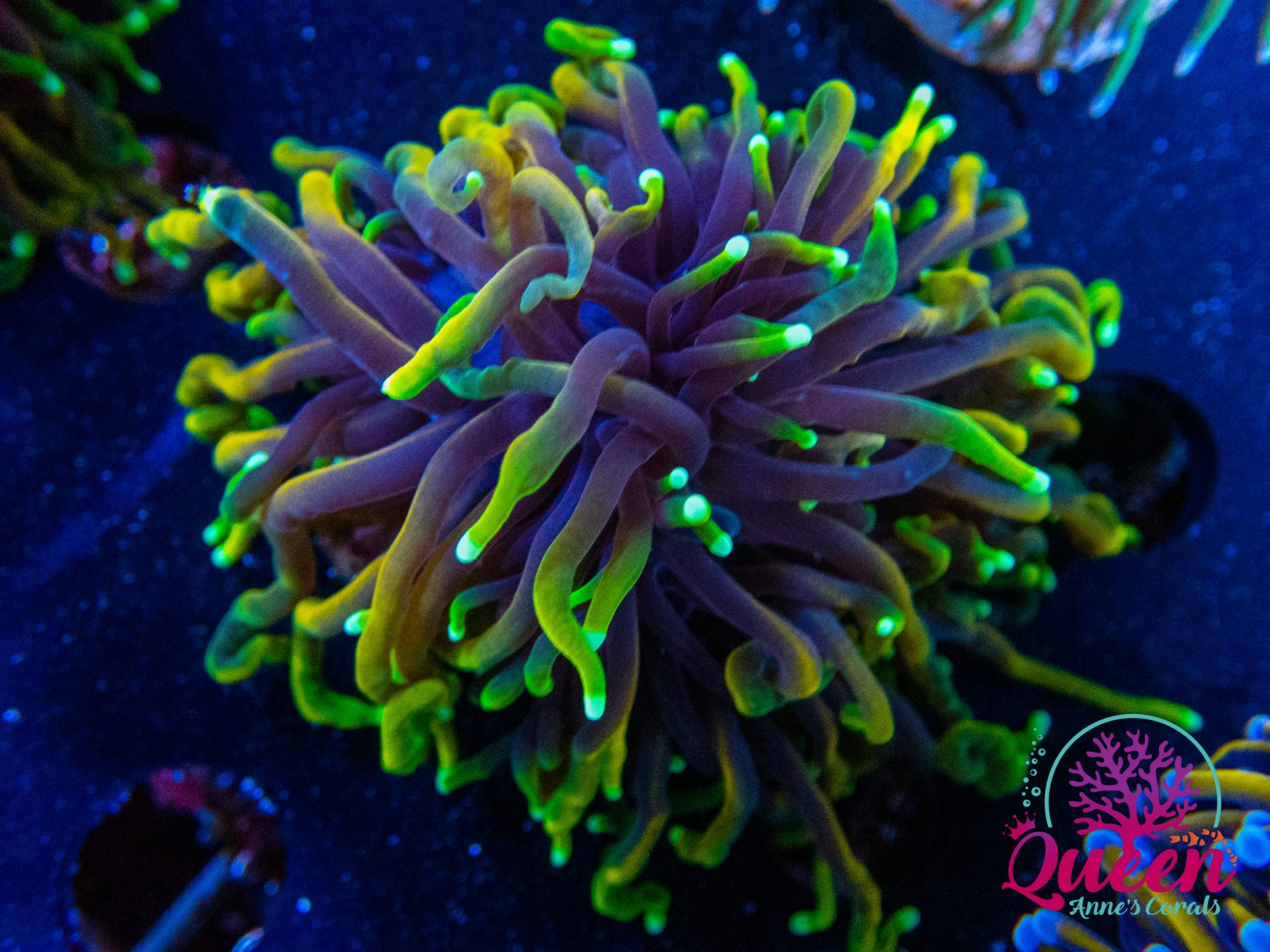 Dragon Soul Torch coral