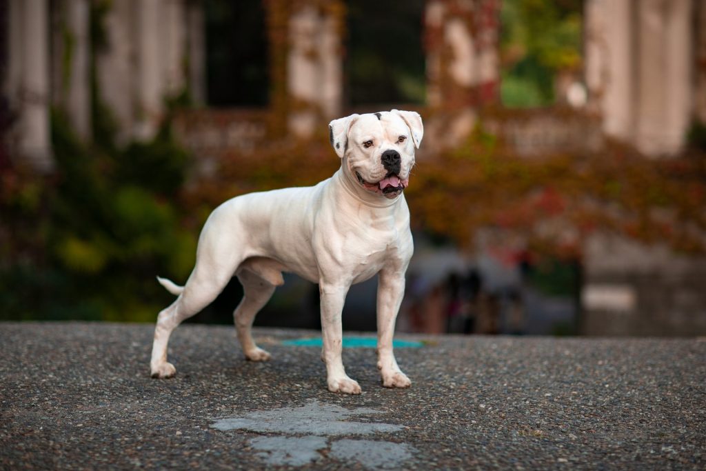 American Bulldog Breed Standing in a street posing for the camera, side profile