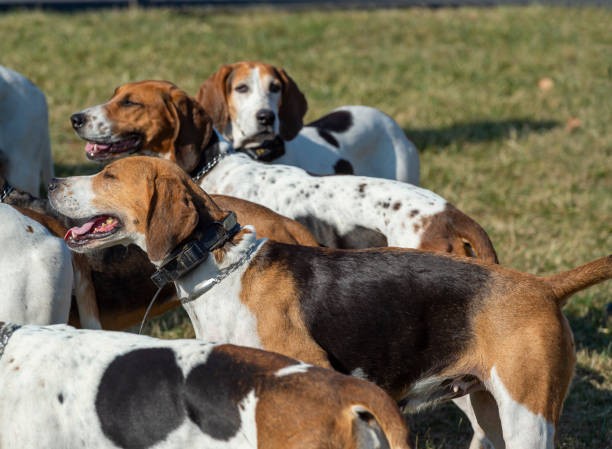 Group of American Foxhounds