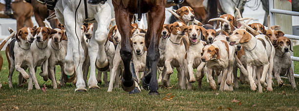 American Foxhound group charge forth after the Blessing of the Hounds at St. James Church in Monkton Maryland