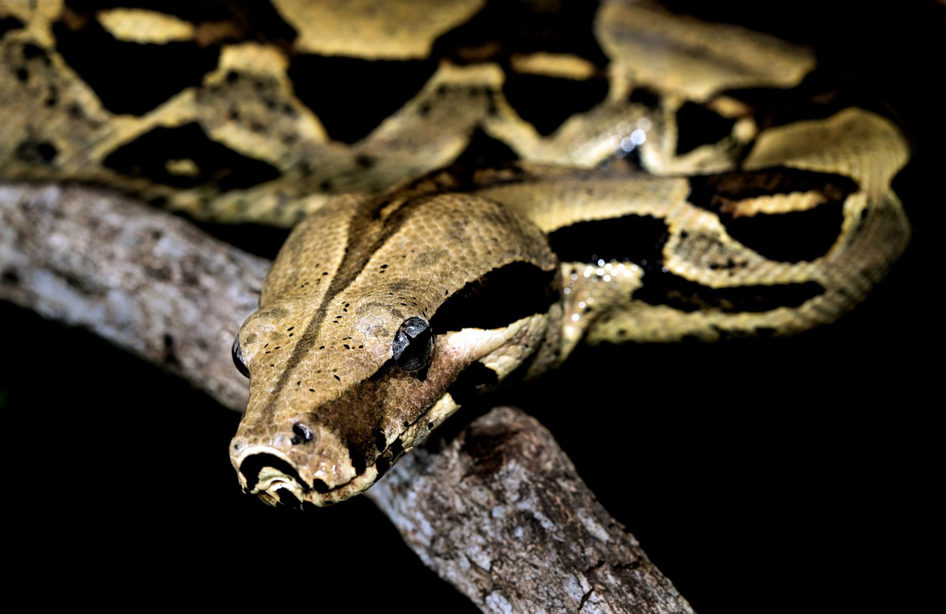 Boa Constrictor portrait