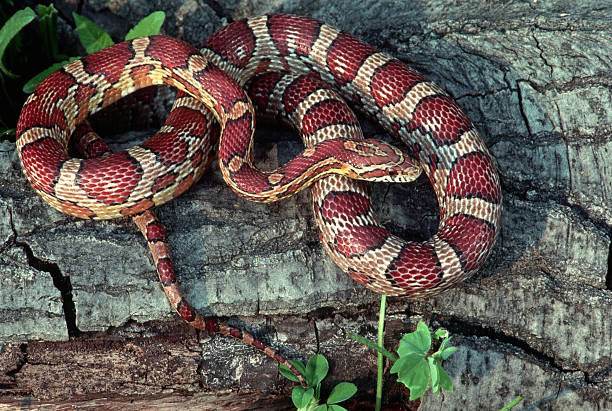 Corn Snake on a log