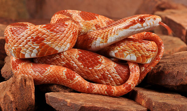 Albino Corn Snake