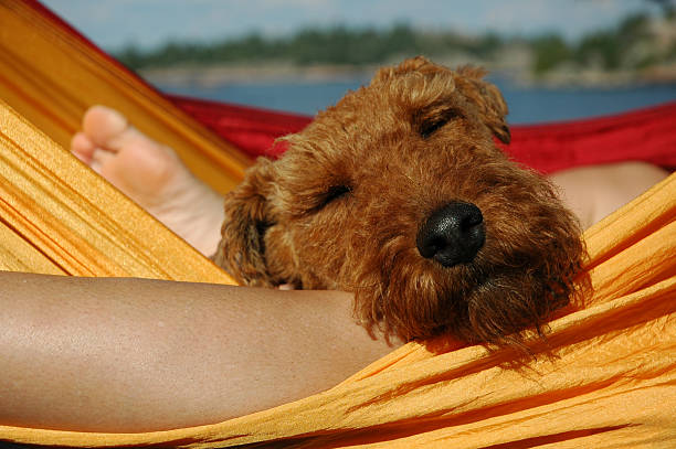 Welsh Terrier relaxing in hammock