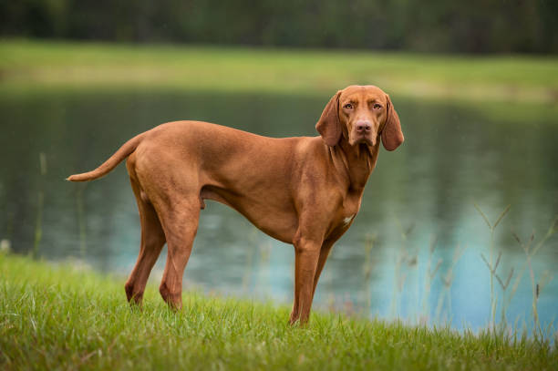An alert muscular Vizsla dog stands in grass on the edge of a blue lake while it rains.
