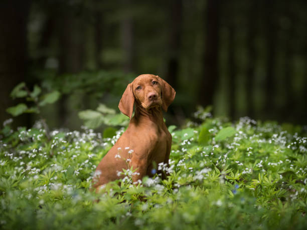 Vizsla dog in a field of wildflowers