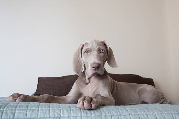 Weimaraner dog laying on bed staring at the camera