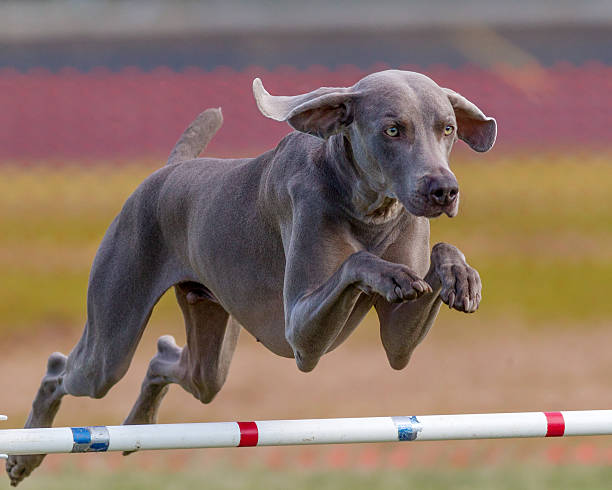 Weimaraner at agility trial.