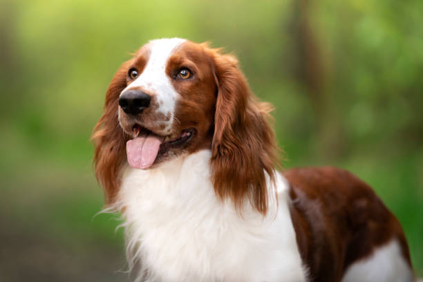 Welsh Spaniel dog in the forest - portrait. Outdoor photo