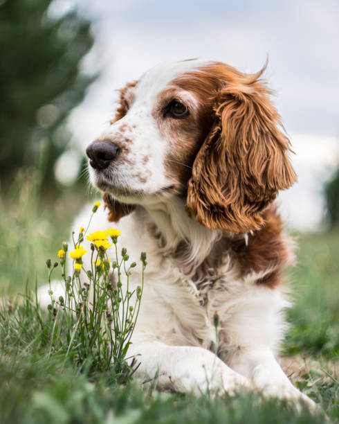 Welsh Springer Spaniel laying down next to flowers