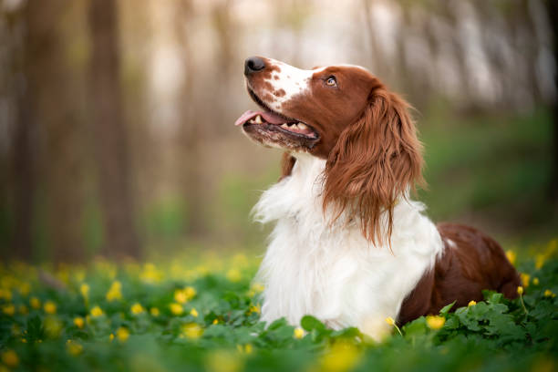 The Welsh Springer Spaniel dog lies in the forest among the blooming yellow anemones. Outdoor photo