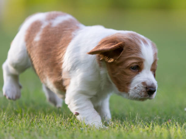 Welsh springer spaniel puppy playing in grass