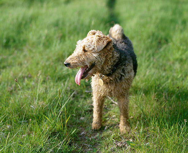 Welsh Terrier panting in Field.
