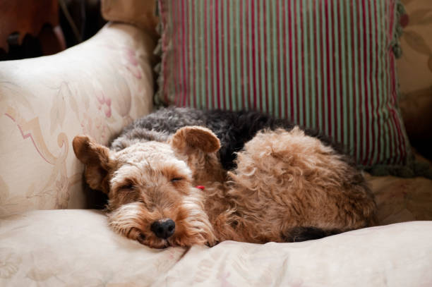 A welsh terrier sleeping on a faded floral print armchair