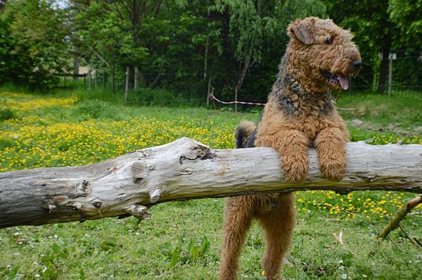 Welsh Terrier with front legs up on a fallen tree