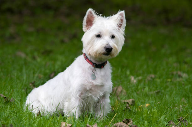 West highland white terrier standing in grass looking past the camera