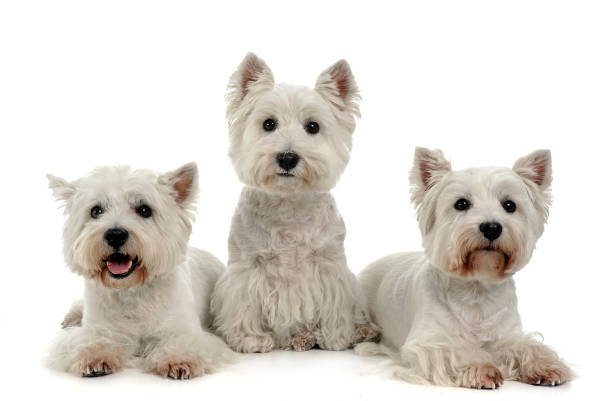 West highland white terrier trio against a white background