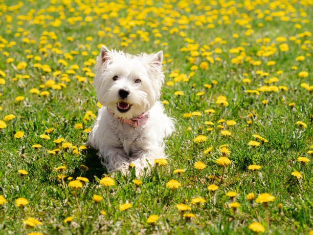 West highland white terrier dog enjoying spring in dandelion field