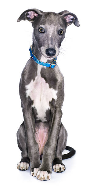 Whippet Dog seated looking at camera