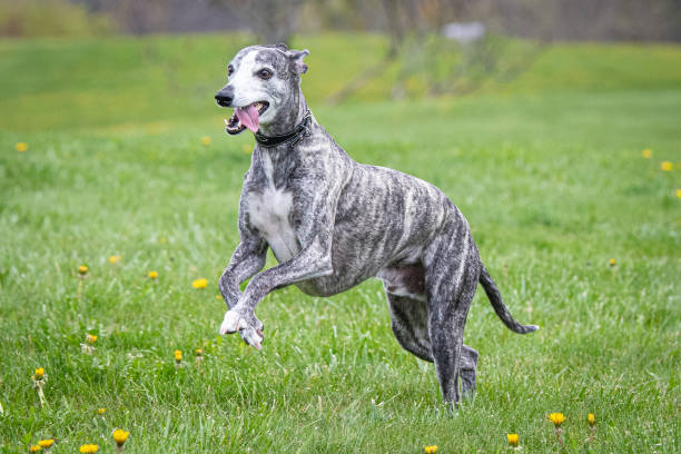Side view of a Whippet dog running in grass