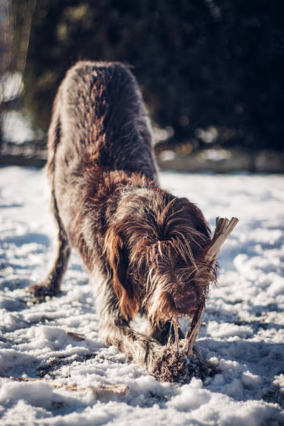 Wirehaired Pointing Griffon playing in snow