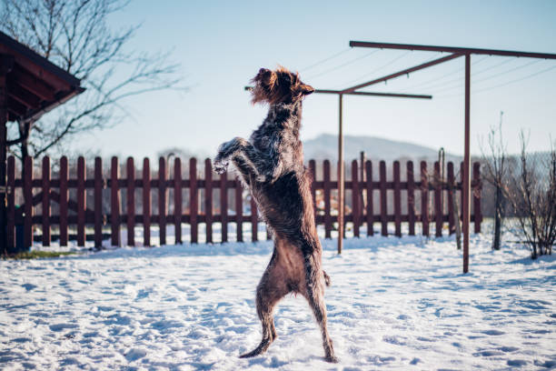 Wirehaired Pointing Griffon on hind legs in snow