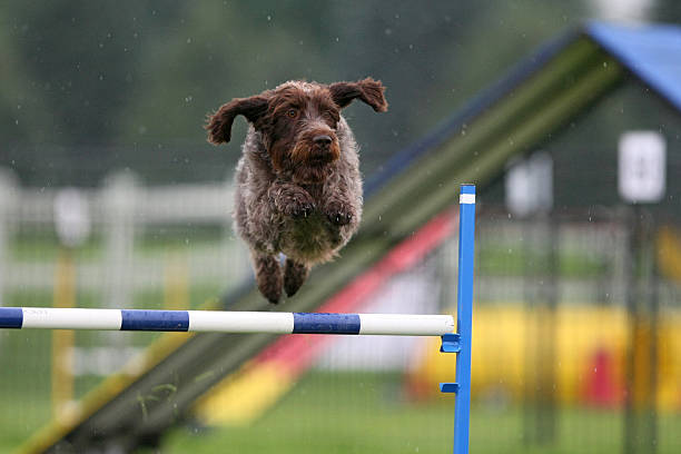Wirehaired Pointing Griffon, Pointer, Agility Dog, jumping in rain, Canadian Agility, Championships.