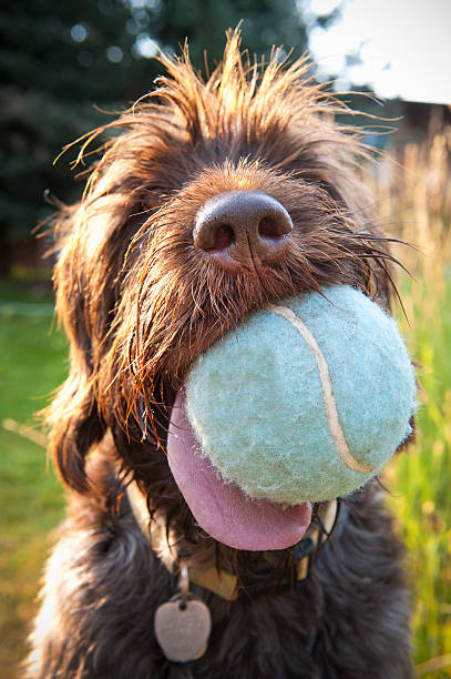 Wirehaired Pointing Griffon with large tennis ball