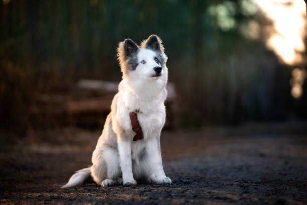 A Yakutian Laika dog sits on a forest road. Outdoor photo.